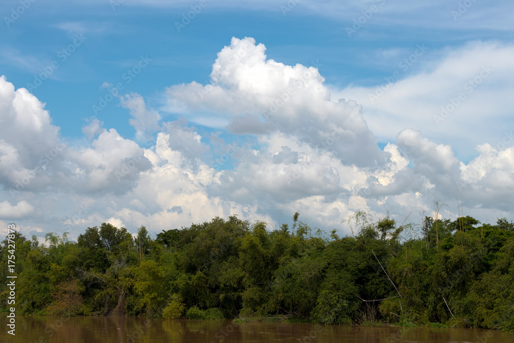 View forest trees alongside the river.