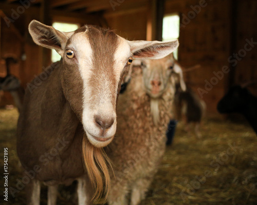 Goat and sheep