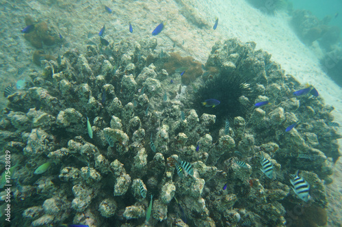 Fototapeta Naklejka Na Ścianę i Meble -  Lot of colorful fish in a coral