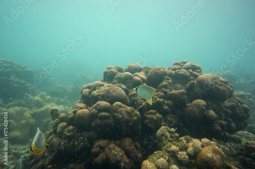 Fototapeta Naklejka Na Ścianę i Meble -  Two different butterflyfish in the reef