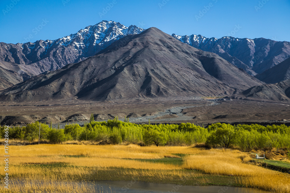 View of Ladakh scene forest with mountain background