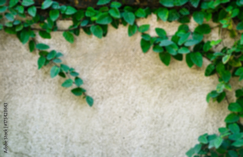 Blurred image green Creeper Plant on concrete wall