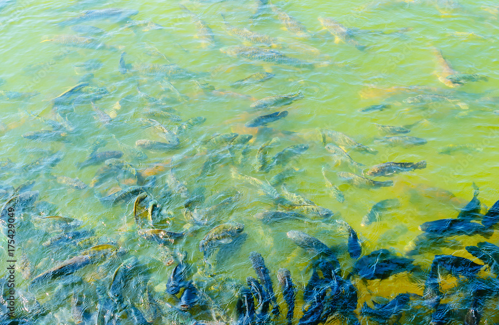 Many fish swimming in the water with food in abundance.