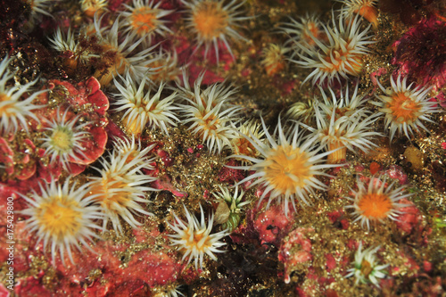 Garden of white striped anemones Anthothoe albocincta on rocks covered with pink coralline algae.