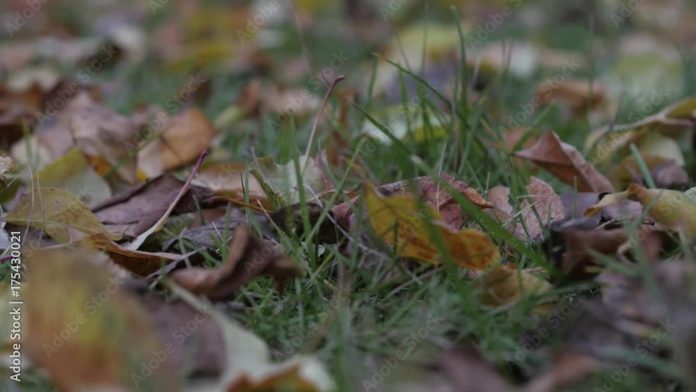 Autumn autumn leaves on green grass. Autumn leaf fall in season Autumn autumn leaves on green grass. Autumn leaf fall in season