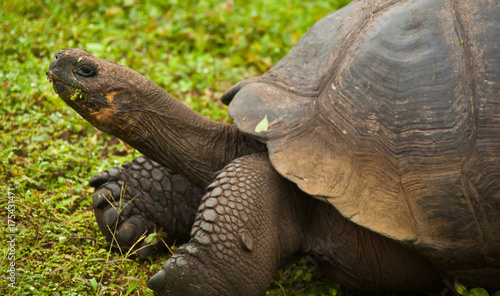Closeup of Galapagos Tortoise on Santa Cruz Island