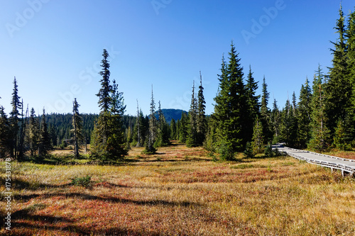 Strathcona Provincial Park: Forbidden Plateau ~ Paradise Meadows