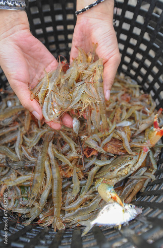 shrimp fron sea on hand