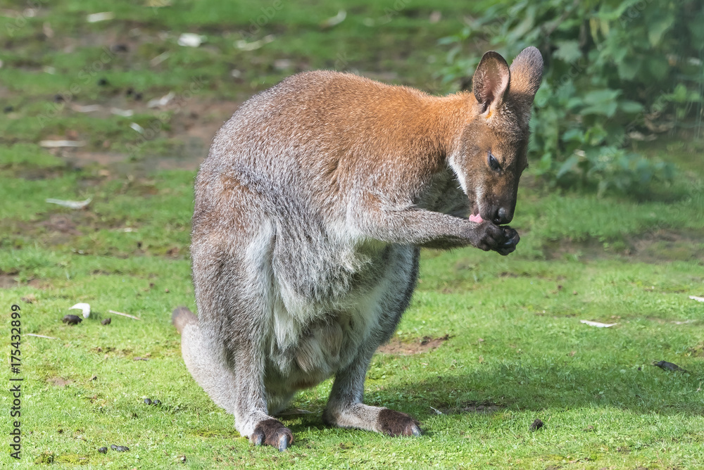 Kangaroo standing on the grass, licking itself fingers
