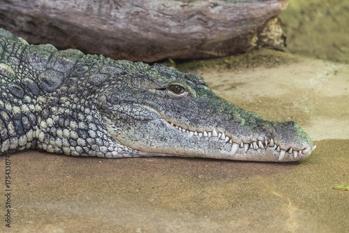 Crocodile  head and jaws  