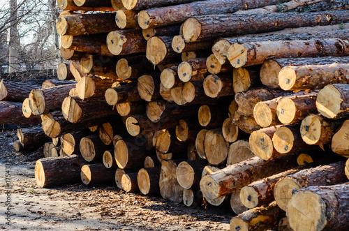 Pile of the pine logs