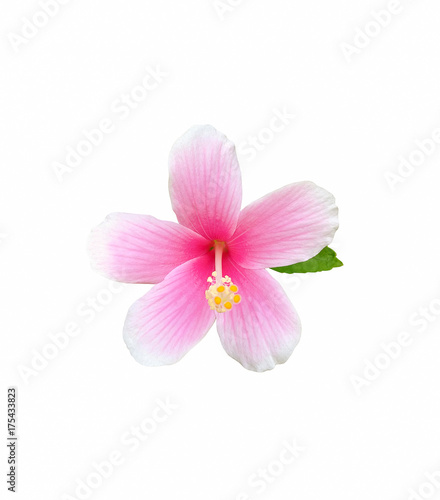 Hibiscus flower isolated on white background