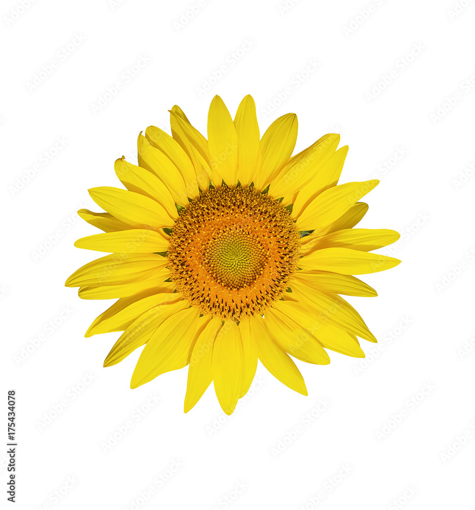 Sunflower flower isolated on white background Sunflower flower isolated on white background