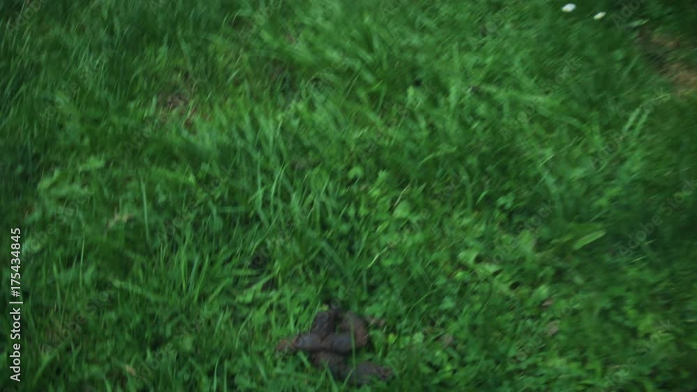 4K POV of Beagle Dog, Owner Collecting Poop 4K POV of Beagle Dog, Owner Collecting Poop