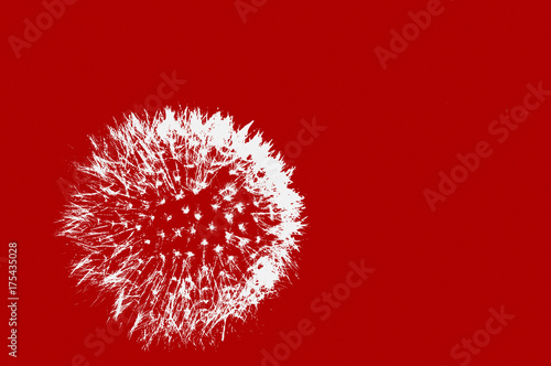 Fototapeta Naklejka Na Ścianę i Meble -  Abstract background, pattern with dandelion, minimalism