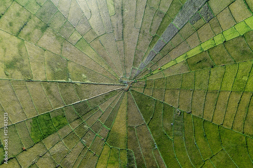 Aerial view of Spider net paddy field located in Meler village, Ruteng, Flores, Indonesia photo