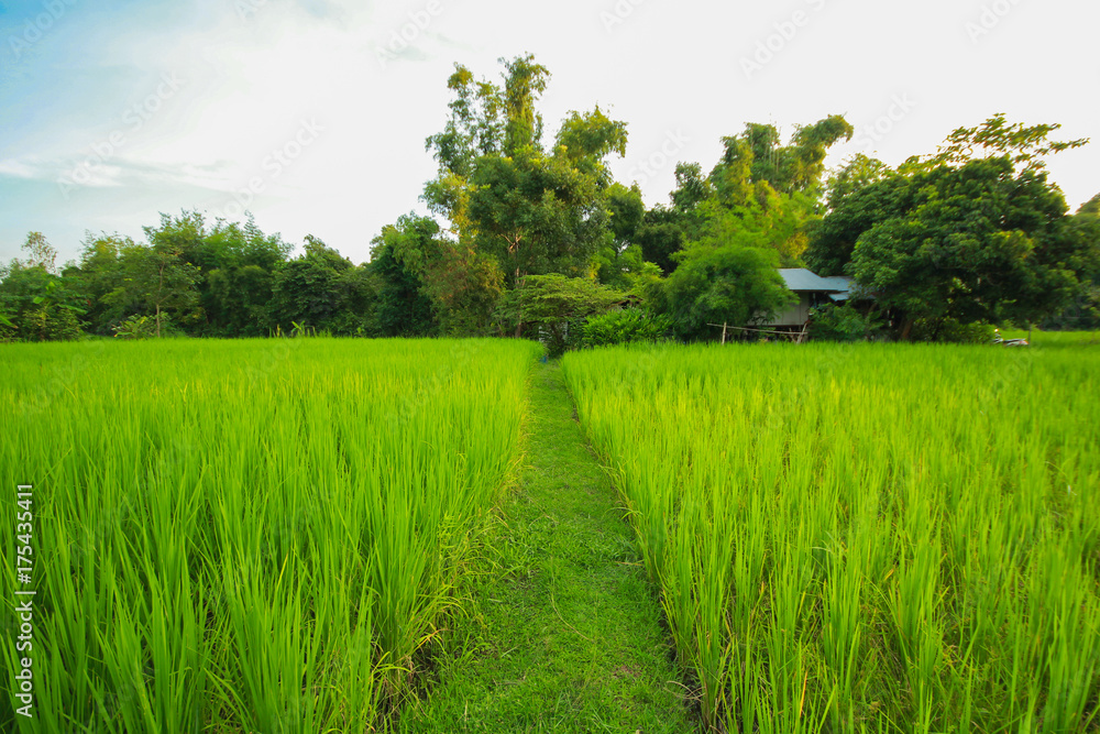 Obraz premium Green nature landscape with Paddy jasmine rice field in Thailand