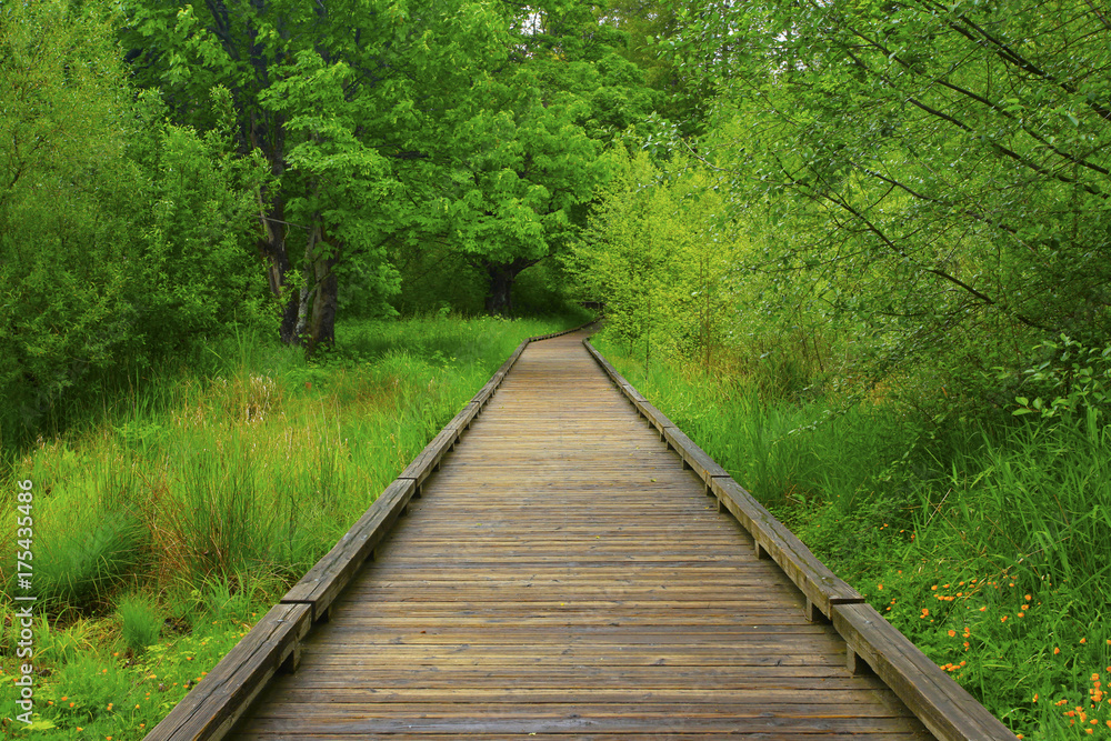 a picture of an Pacific Northwest forest trail a picture of an Pacific Northwest forest trail