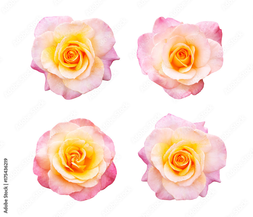 Beautiful collection of roses flowers isolated on white background Beautiful collection of roses flowers isolated on white background