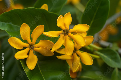 yellow gardenia flower, Gardenia carinata Wallich photo