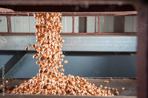 Obraz na płótnie The processing of hazelnuts: Just shelled hazelnuts falling on a metal tray ready for the peeling process w salonie