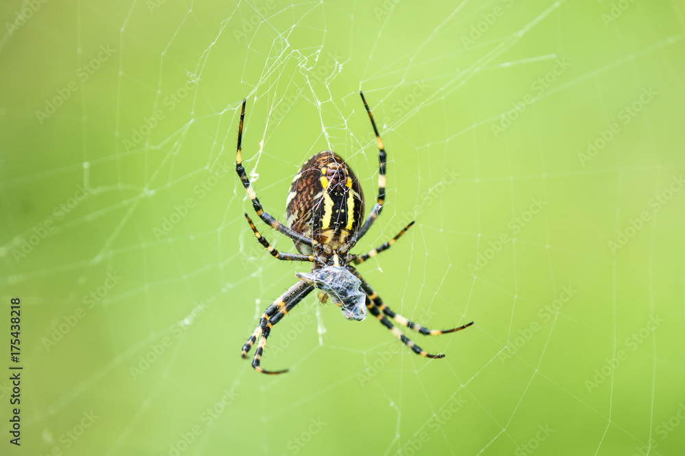 Wespenspinne, Argiope bruennichi Cornacchiaia Wespenspinne, Argiope bruennichi Cornacchiaia