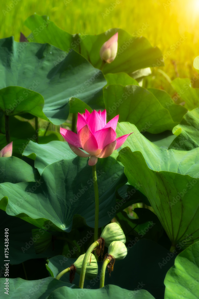 pink lotus flower are blooming