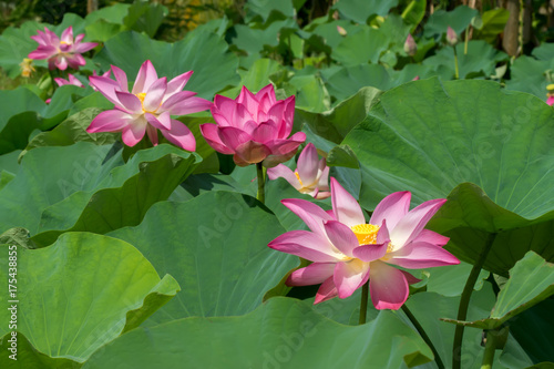 pink lotus flower are blooming