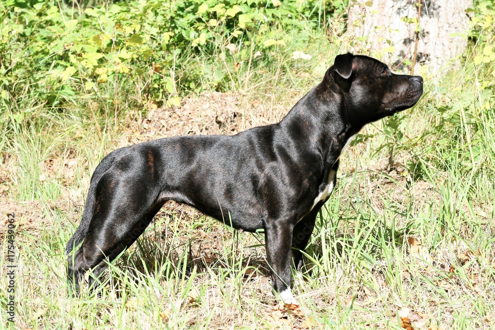 English Staffordshire Bullterrier English Staffordshire Bullterrier