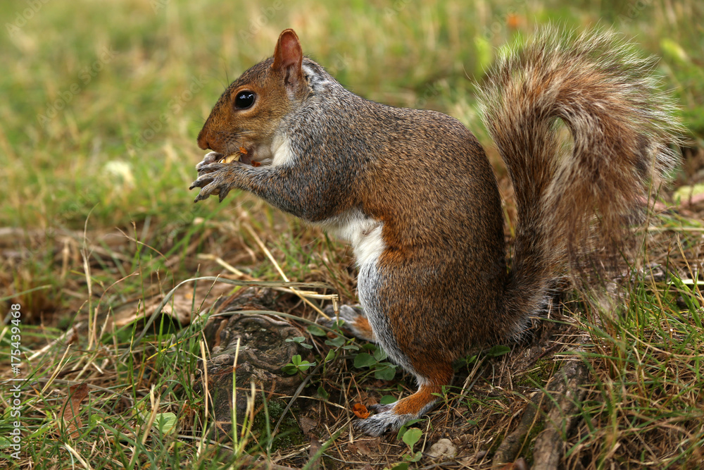Squirrel holds a peanuts in the park Squirrel holds a peanuts in the park
