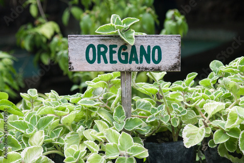 Wild oregano growing in a garden. Oregano sign.