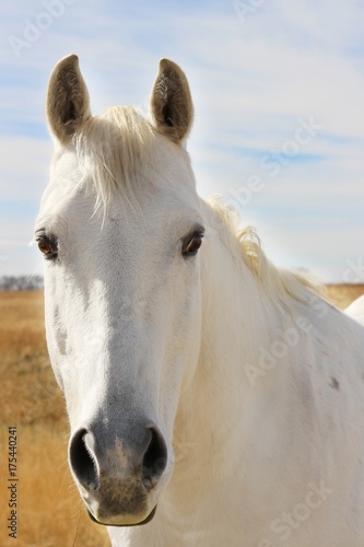 beautiful white horse looking