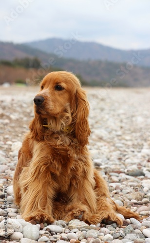 cocker spaniel dog sitting in the beach © OZKAN