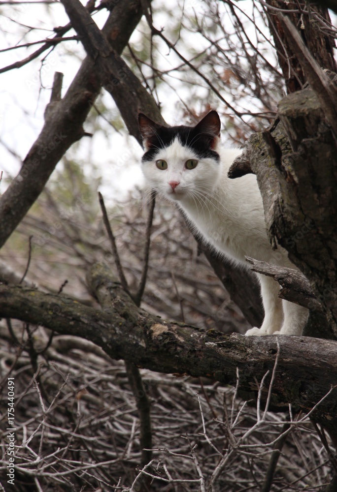 curious cat