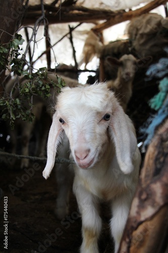 white young goat standing in the farm