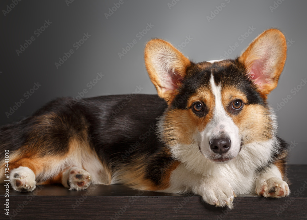 Pembroke Welsh Corgi, Dog Welsh Corgi Pembroke Welsh Corgi, Dog Welsh Corgi