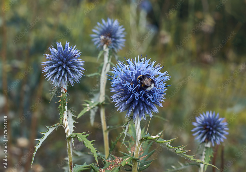 Blue flowers Echinops sphaerocephalus. Blue flowers Echinops sphaerocephalus.