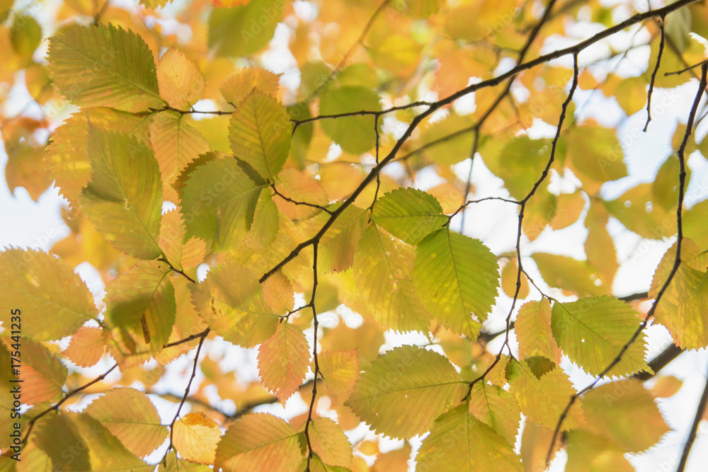 Fototapeta premium Autumn background