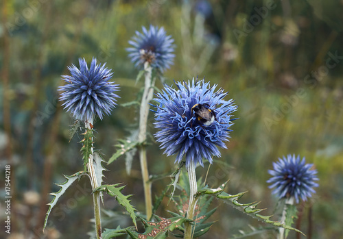 Blue flowers Echinops sphaerocephalus.