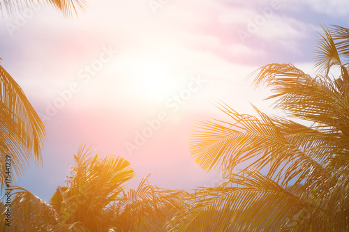 Evening sun shines through the coconut in the garden.