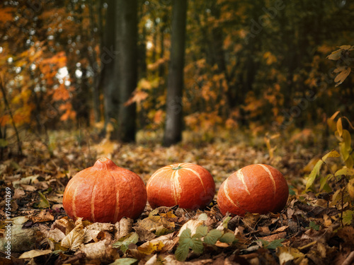 Three pumpkins in a beautiful autumn forest