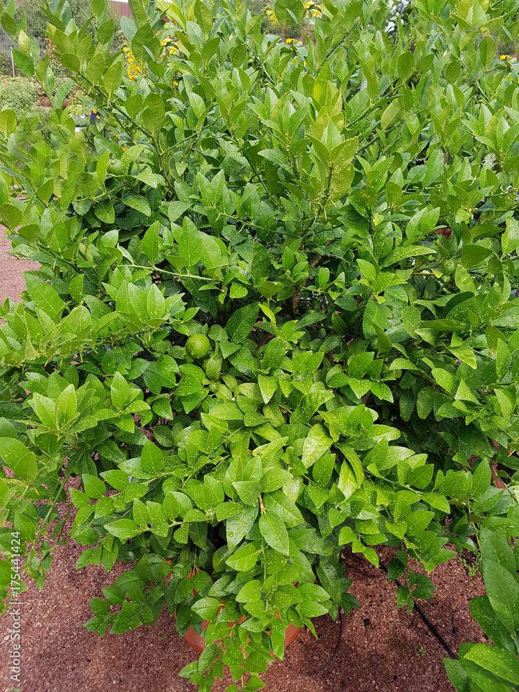 Limette, Mexikanische, Citrus x aurantium, Zitrone; Limette, Mexikanische, Citrus x aurantium, Zitrone;