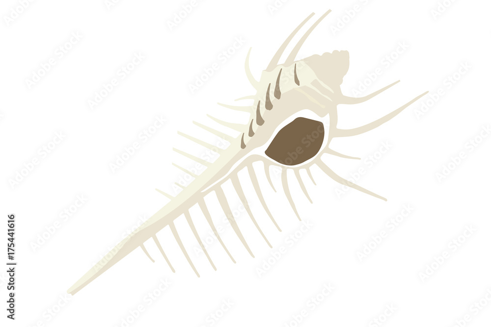 ホネガイのイラスト 骨貝 ベクターデータ Illustration Of The Shellfish Stock ベクター Adobe Stock