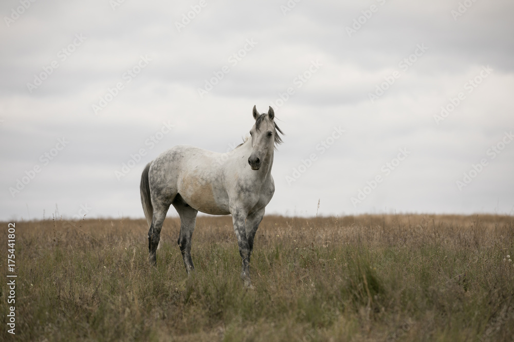 Wild white horse standing on the field Wild white horse standing on the field