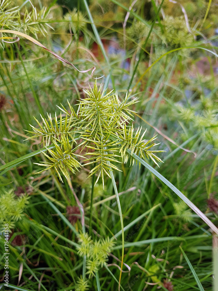 Zypergras, Cyperus cultivars, Nabucco, Wasserpflanze Zypergras, Cyperus cultivars, Nabucco, Wasserpflanze