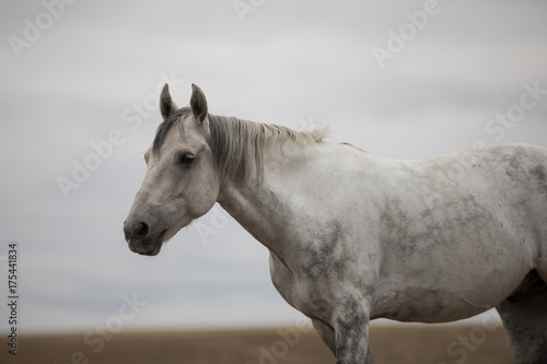 Wild white horse standing on the field
