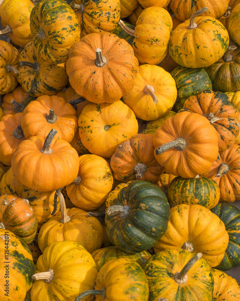 autumn pumpkin 