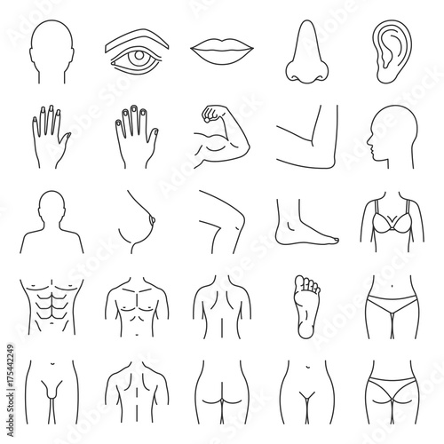 Human body parts linear icons set