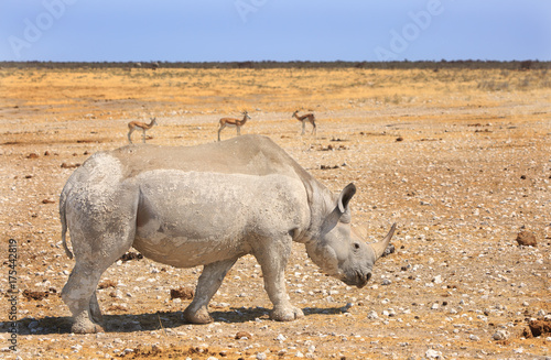 close up of a Black Rhinoceros walking on the dry etosha plains in namibia, with vibrant blue sky