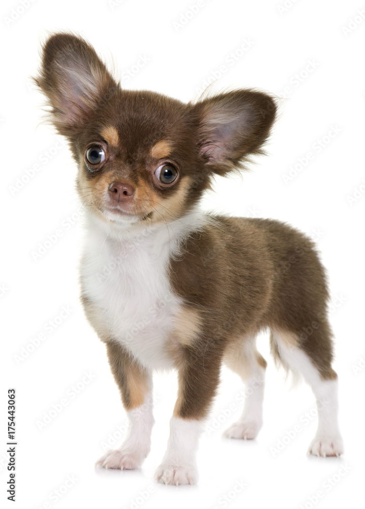 puppy brown chihuahua